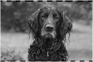 Blöt hund