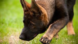 spårhund 2