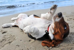 basset på stranden
