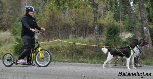 Dogbike