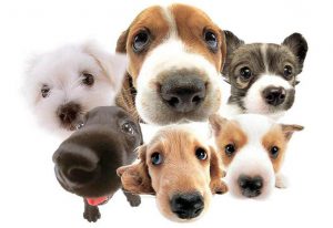 cropped-dogs61-1.jpg